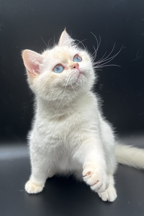 Gucci | British Shorthair Kitten