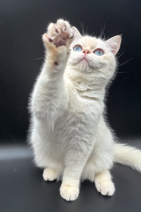 Gucci | British Shorthair Kitten