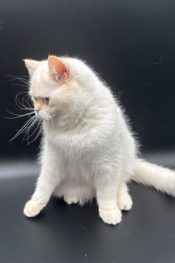 Gucci | British Shorthair Kitten
