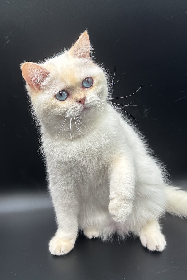 Gucci | British Shorthair Kitten