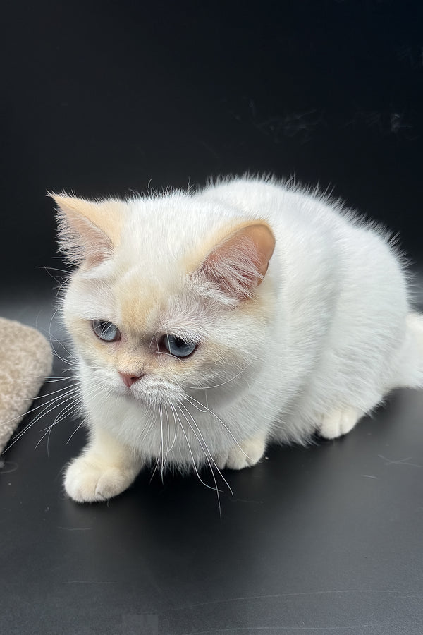 Gucci | British Shorthair Kitten