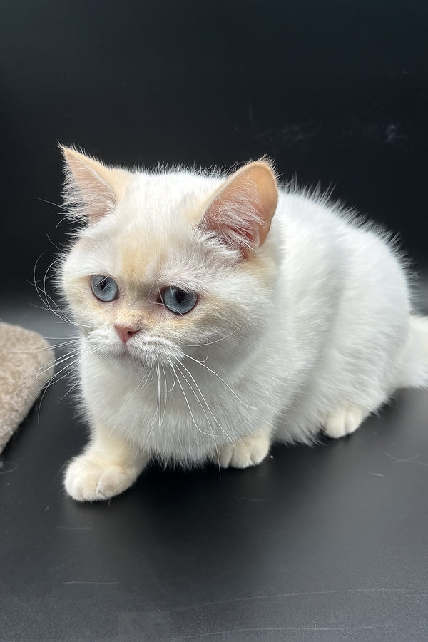 Gucci | British Shorthair Kitten