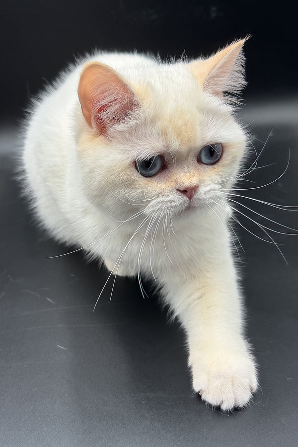 Gucci | British Shorthair Kitten
