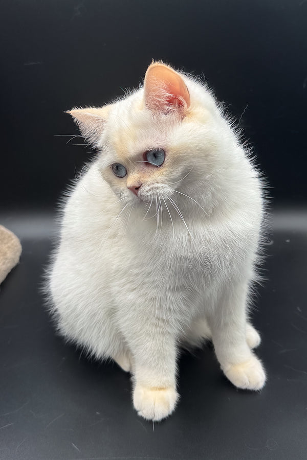 Gucci | British Shorthair Kitten