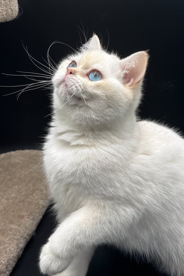 Gucci | British Shorthair Kitten