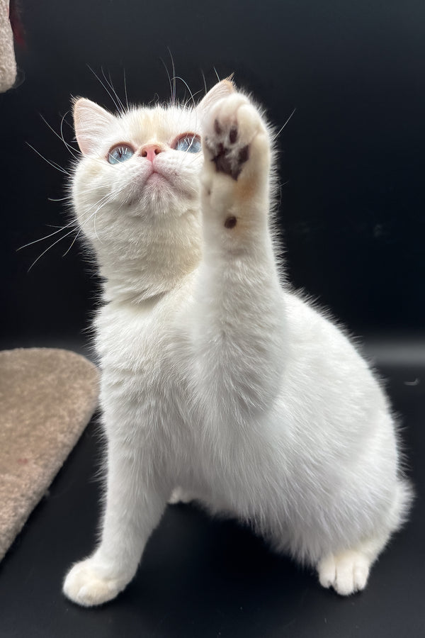 Gucci | British Shorthair Kitten