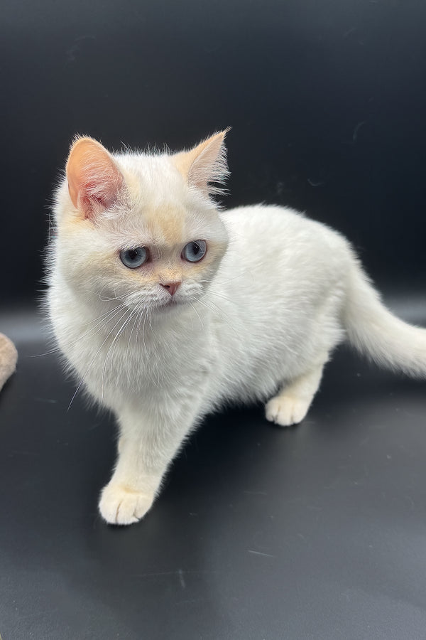 Gucci | British Shorthair Kitten