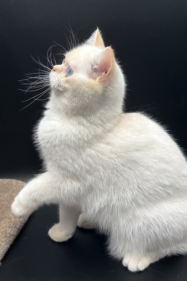 Gucci | British Shorthair Kitten