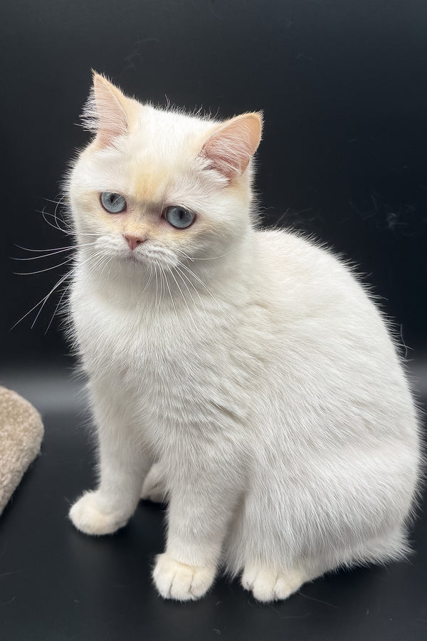 Gucci | British Shorthair Kitten
