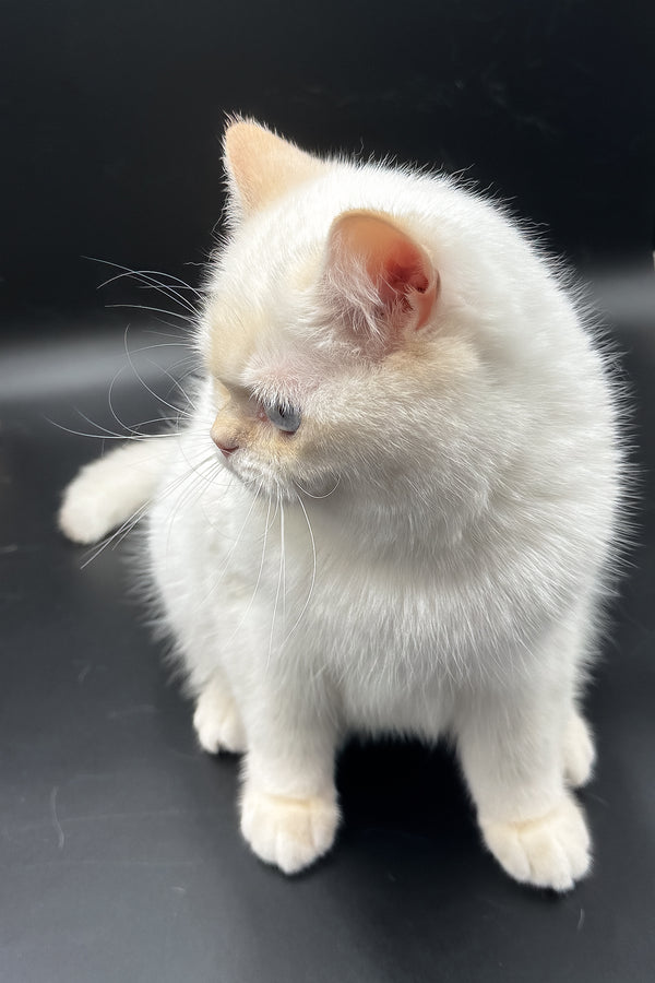 Gucci | British Shorthair Kitten