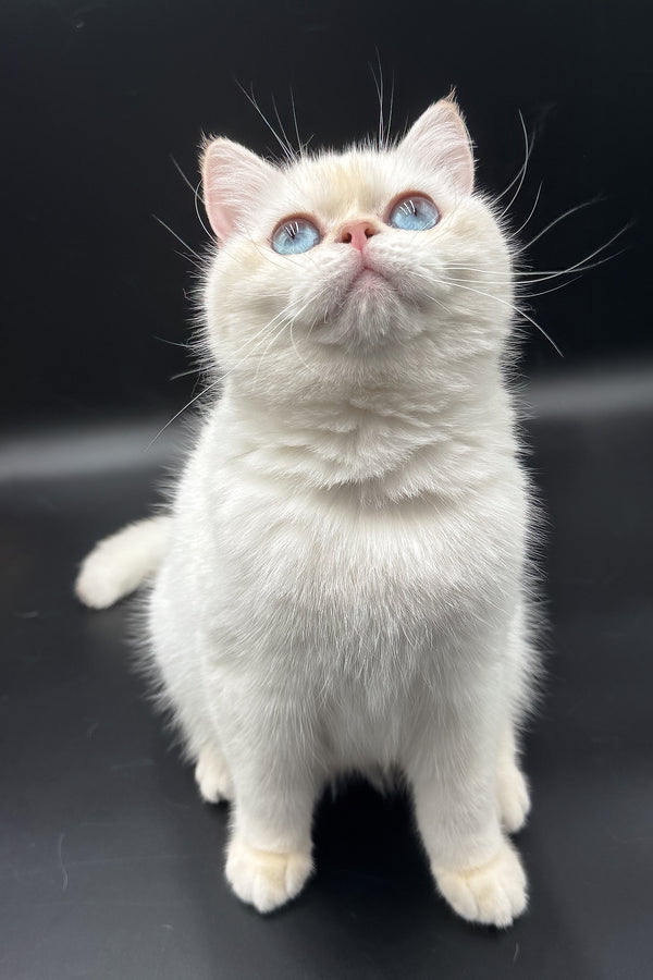 Gucci | British Shorthair Kitten