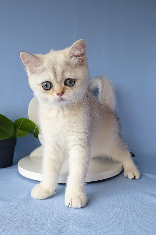 Gucci | Scottish Straight Kitten