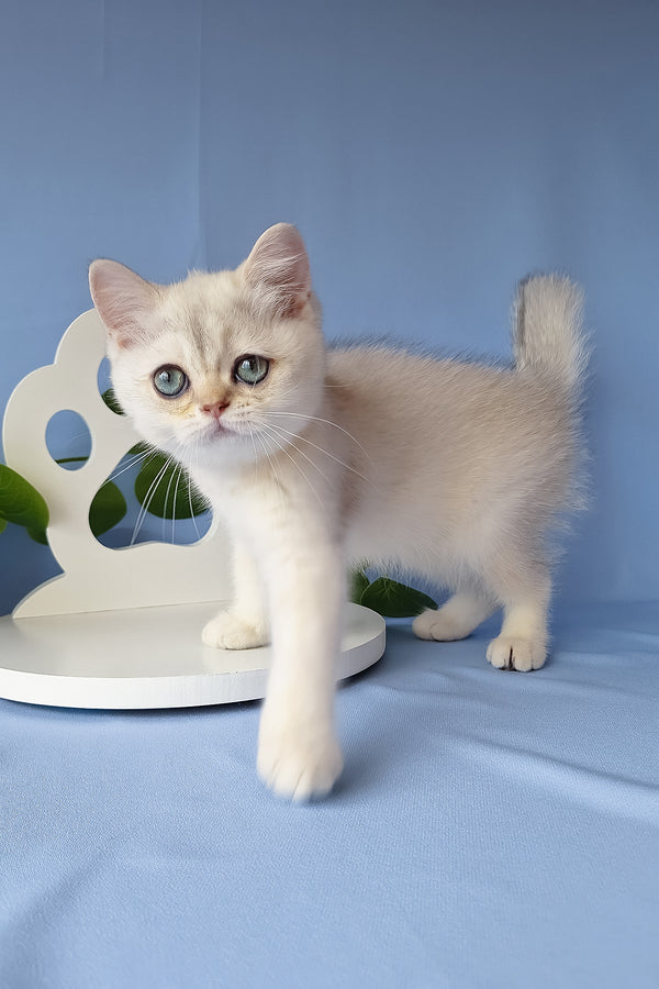 Gucci | Scottish Straight Kitten