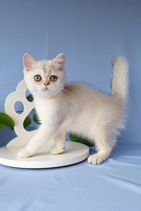 Gucci | Scottish Straight Kitten