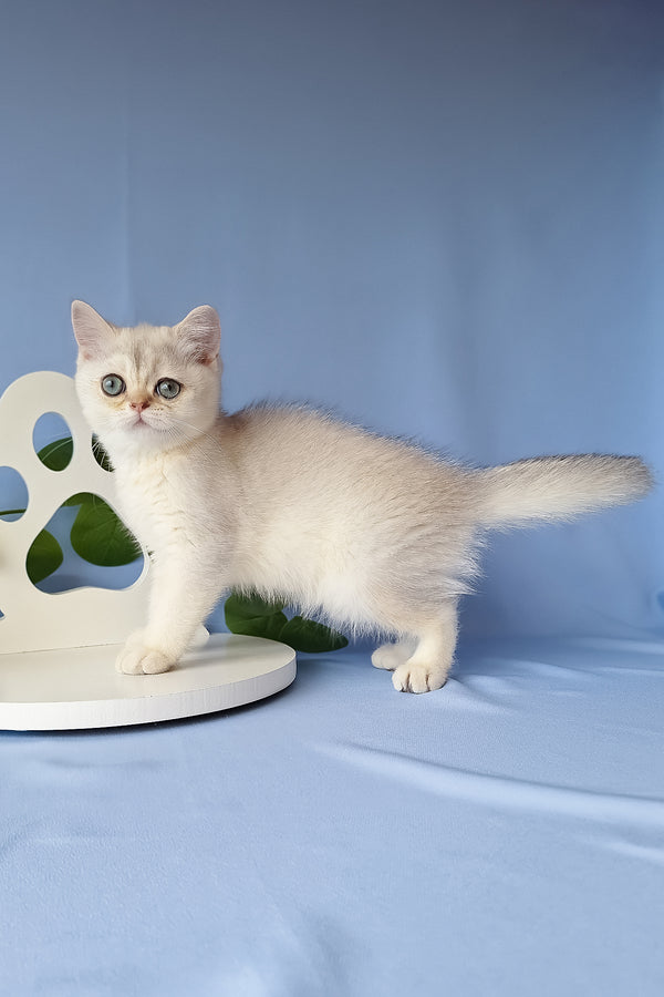 Gucci | Scottish Straight Kitten
