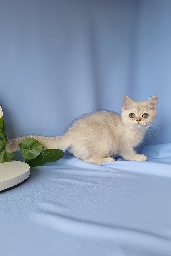 Gucci | Scottish Straight Kitten