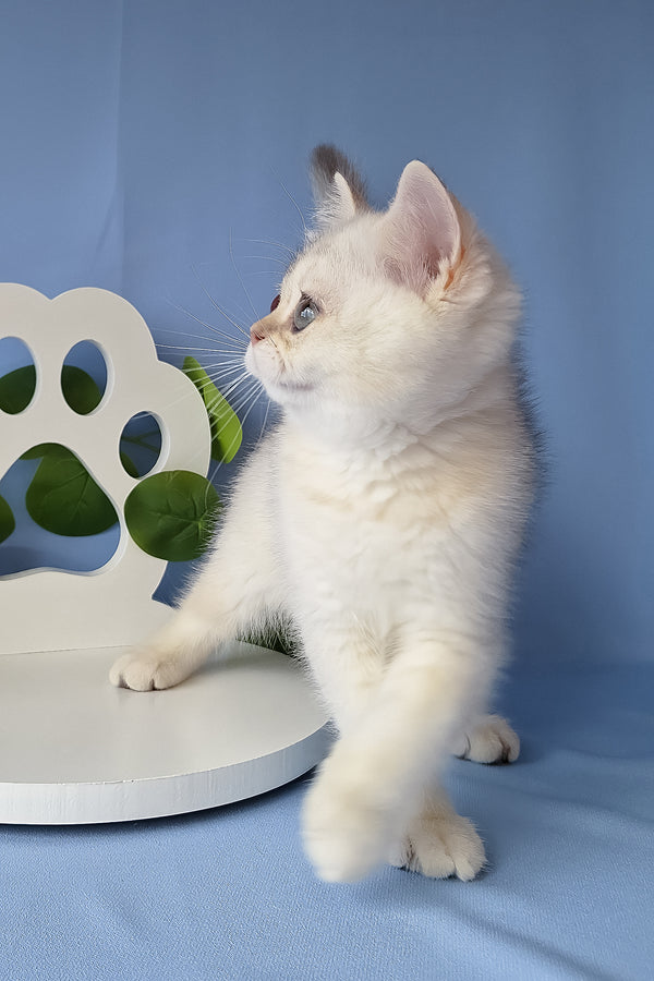 Gucci | Scottish Straight Kitten