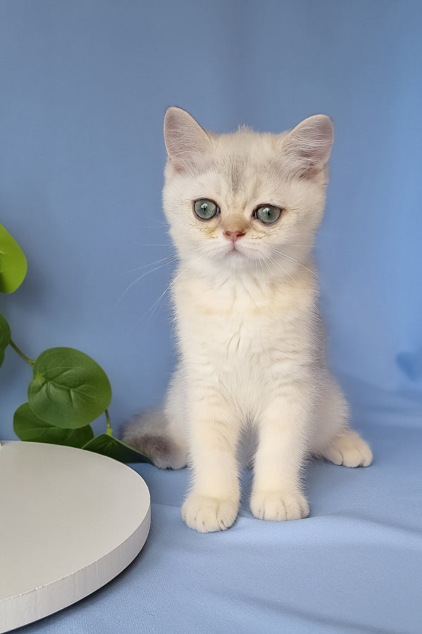 Gucci | Scottish Straight Kitten