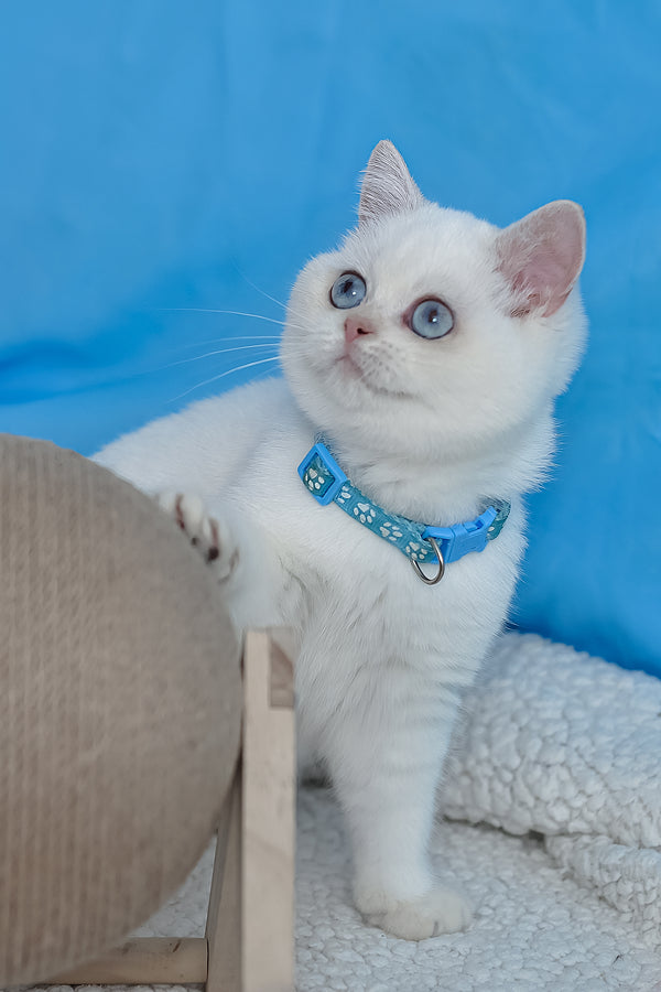 Gucci | British Shorthair Kitten