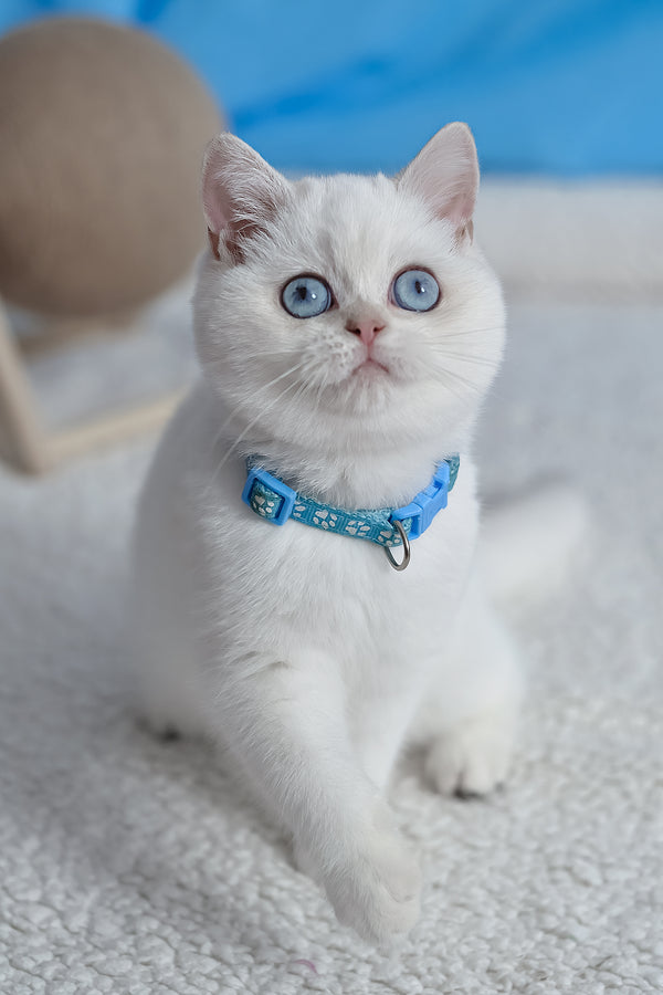 Gucci | British Shorthair Kitten