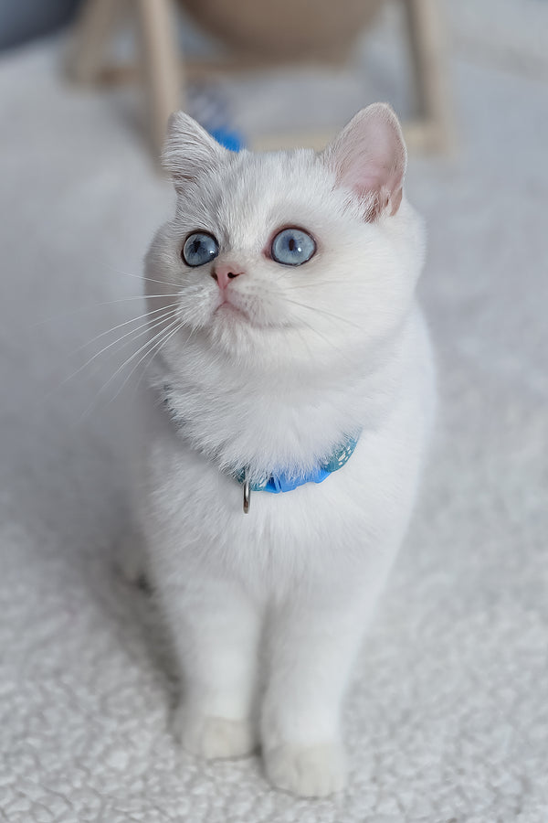 Gucci | British Shorthair Kitten