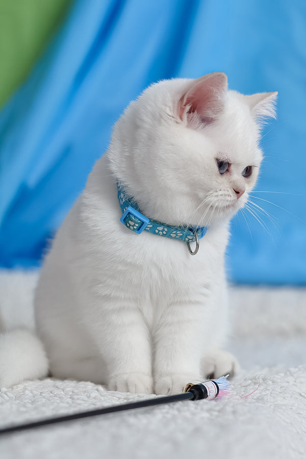 Gucci | British Shorthair Kitten