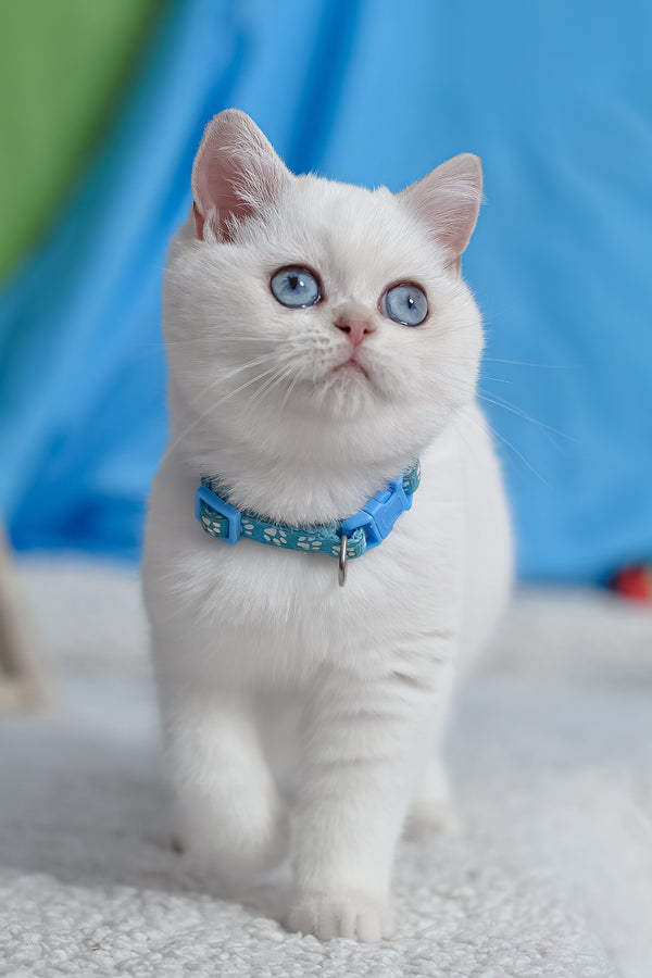 Gucci | British Shorthair Kitten