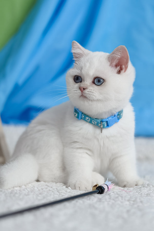 Gucci | British Shorthair Kitten