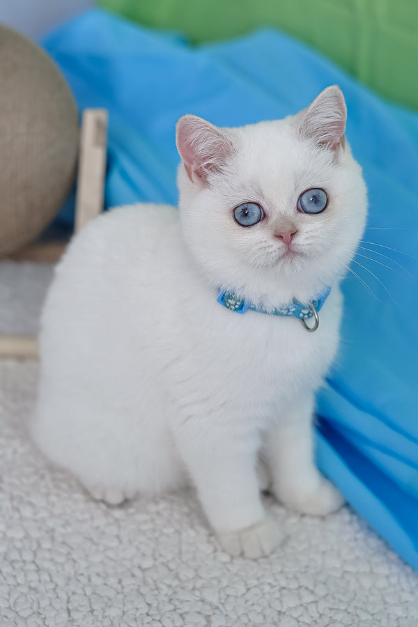 Gucci | British Shorthair Kitten