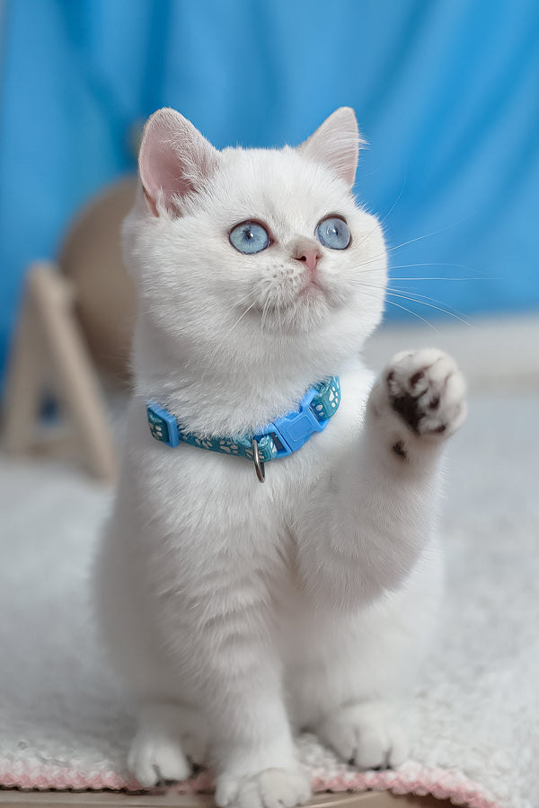 Gucci | British Shorthair Kitten