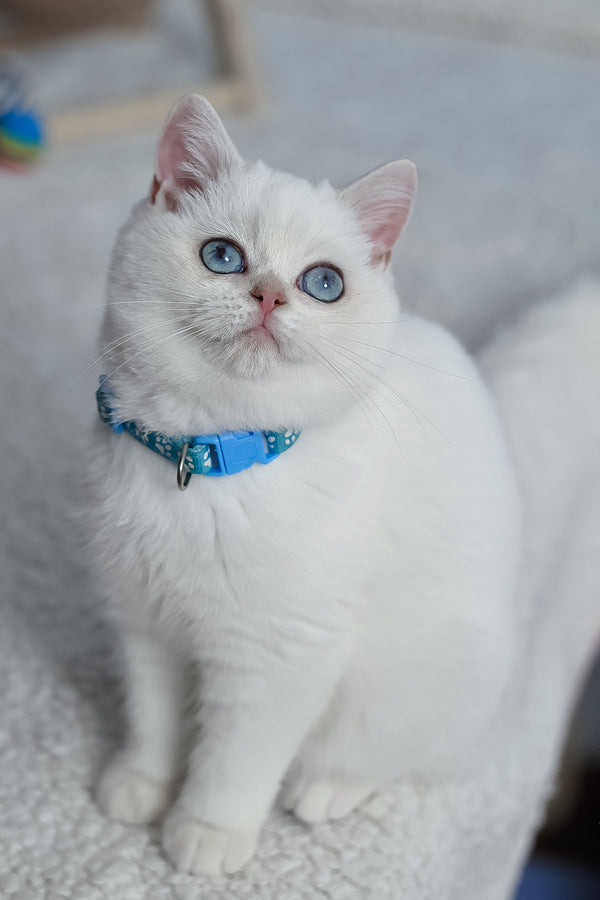 Gucci | British Shorthair Kitten