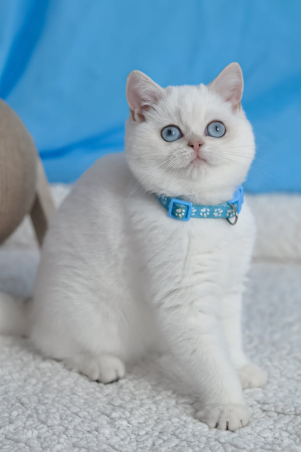 Gucci | British Shorthair Kitten