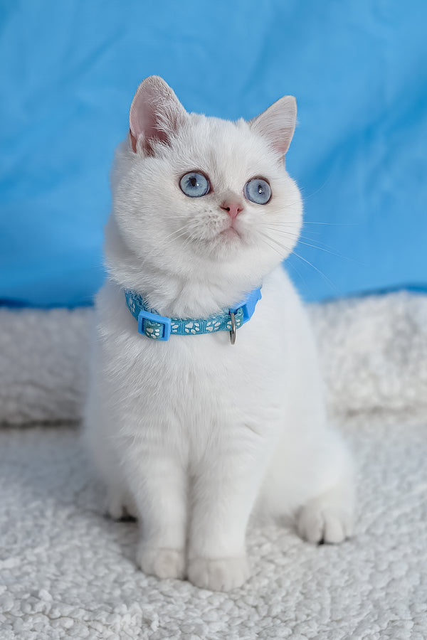 Gucci | British Shorthair Kitten