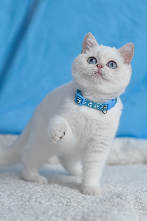 Gucci | British Shorthair Kitten