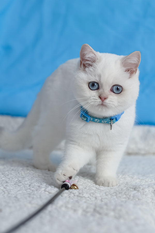 Gucci | British Shorthair Kitten