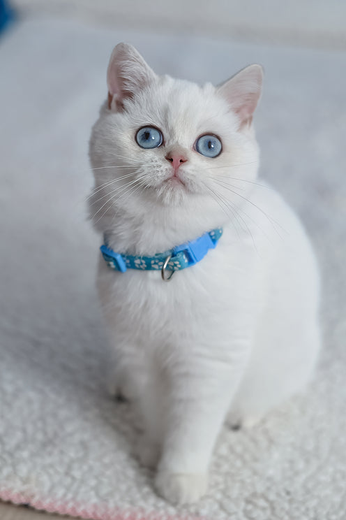 Gucci | British Shorthair Kitten