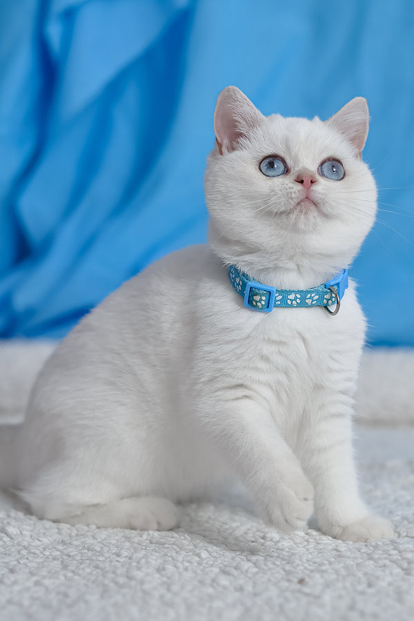 Gucci | British Shorthair Kitten