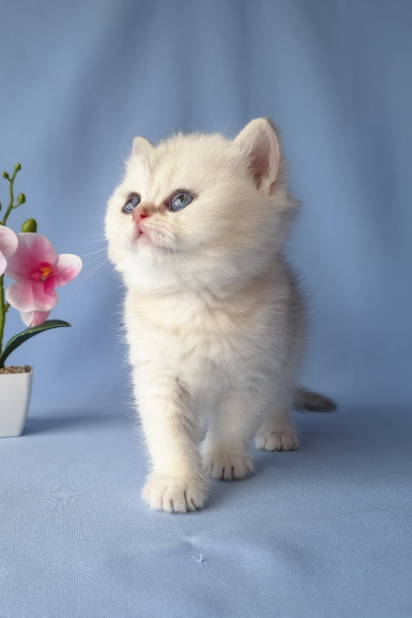 Gucci | Scottish Straight Kitten
