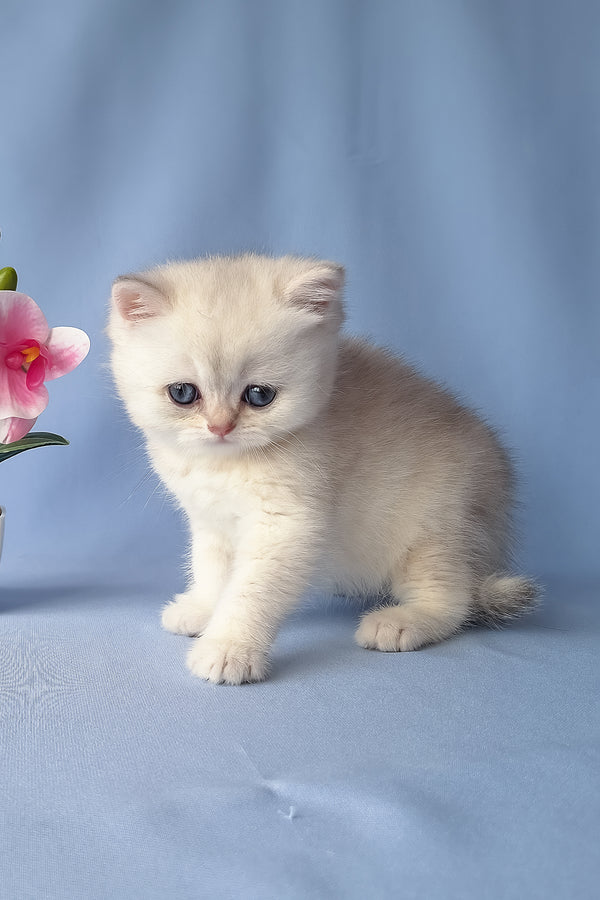 Gucci | Scottish Straight Kitten