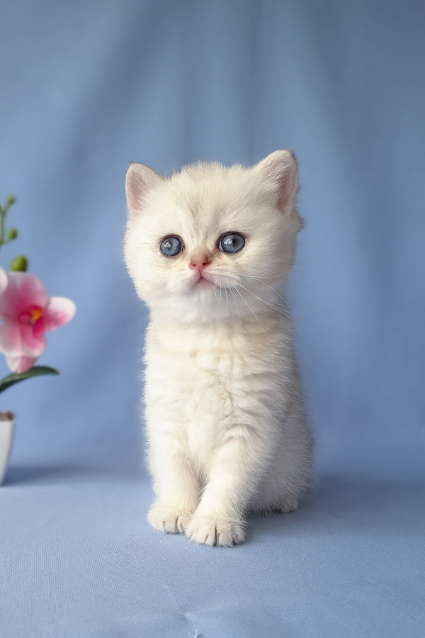 Gucci | Scottish Straight Kitten