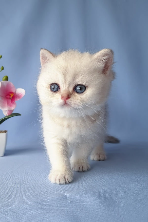 Gucci | Scottish Straight Kitten