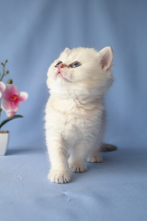 Gucci | Scottish Straight Kitten