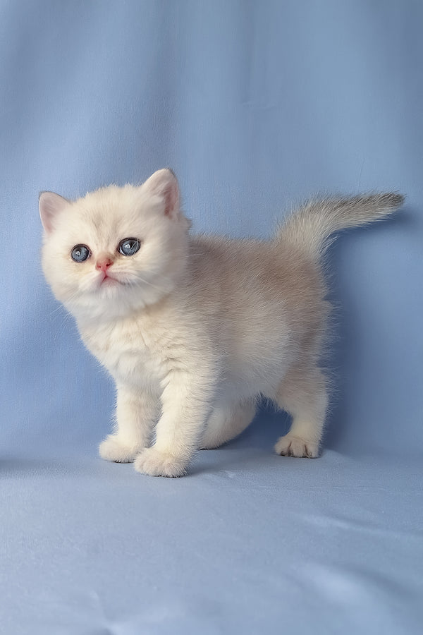 Gucci | Scottish Straight Kitten