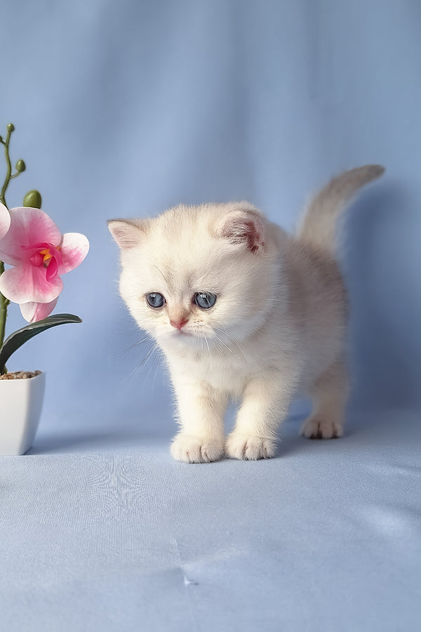 Gucci | Scottish Straight Kitten