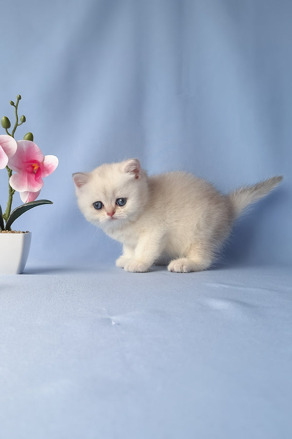 Gucci | Scottish Straight Kitten