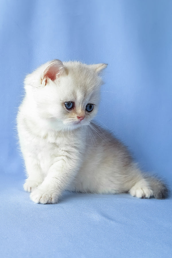 Gucci | Scottish Straight Kitten