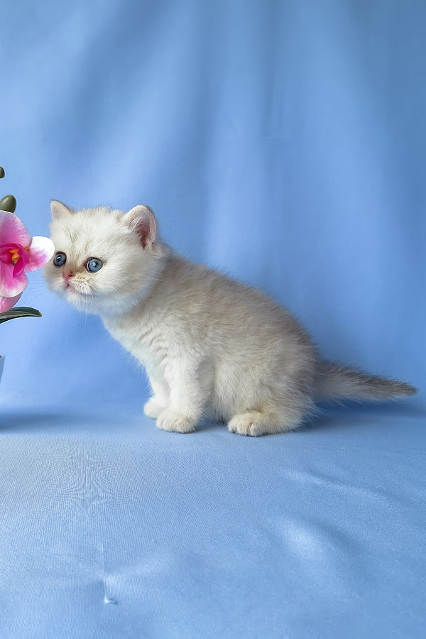 Gucci | Scottish Straight Kitten