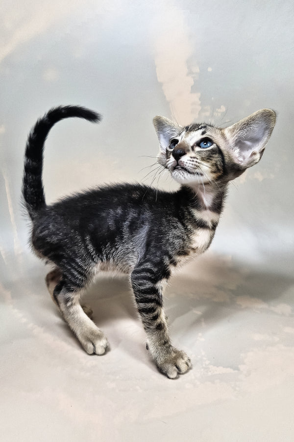 Gucci | Oriental Shorthair Kitten