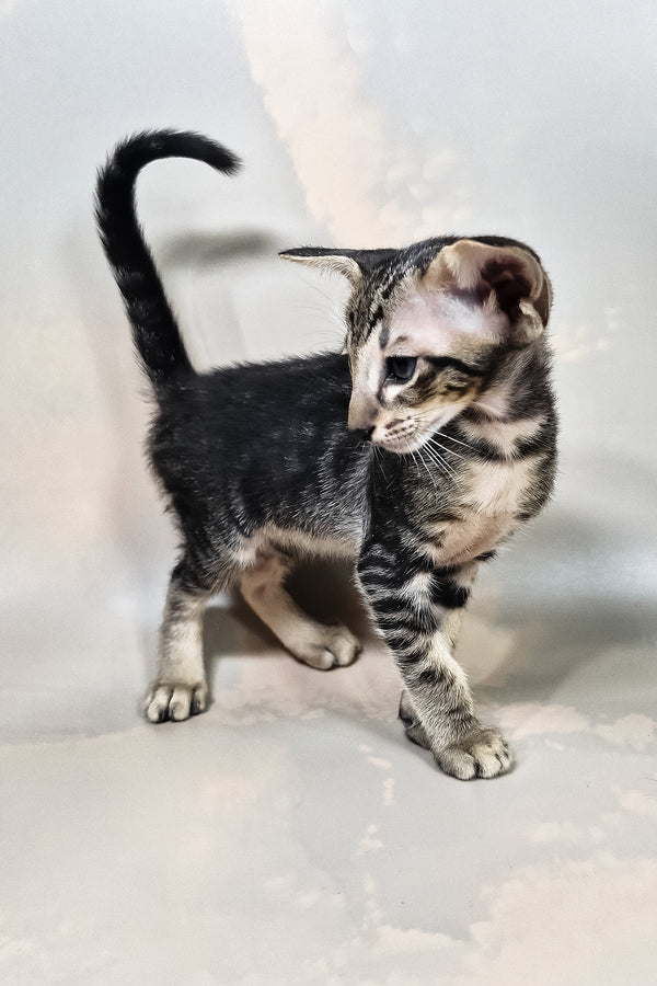 Gucci | Oriental Shorthair Kitten