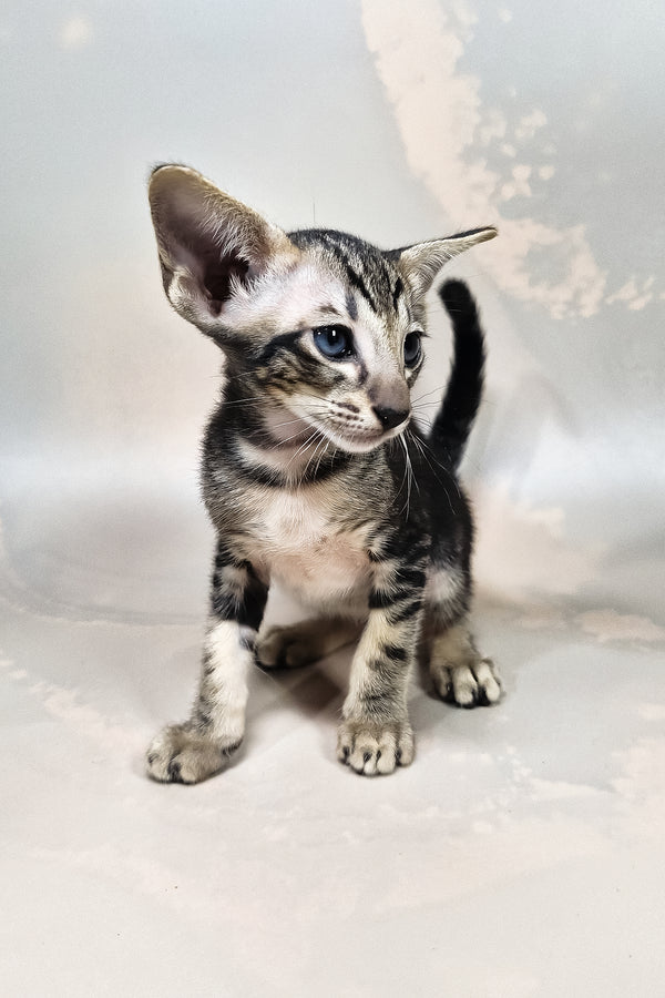 Gucci | Oriental Shorthair Kitten
